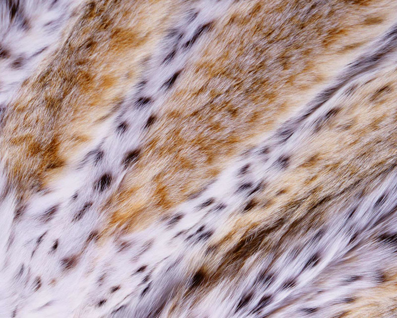High quality fur High quality fur
